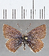  (Itylos sp. CF14 - CFC35921)  @11 [ ] copyright (2020) Christer Fahraeus Center For Collection-Based Research