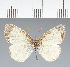  (Tegosa sp. CF03 - CFC35957)  @11 [ ] copyright (2023) Center For Collection-Based Research Center For Collection-Based Research