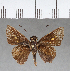  ( - CFC03600_2)  @11 [ ] Copyright (2019) Christer Fahraeus Center For Collection-Based Research