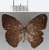  ( - CFC36033)  @11 [ ] Copyright (2020) Christer Fahraeus Center For Collection-Based Research