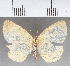 (Tegosa sp. CF01 - CFC36049)  @11 [ ] copyright (2021) Center For Collection-Based Research Center For Collection-Based Research