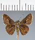  (Hesperiidae_gen sp. CF366 - CFC36175)  @11 [ ] copyright (2023) Center For Collection-Based Research Center For Collection-Based Research