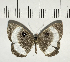 ( - CFC03625)  @11 [ ] Copyright (2018) Christer Fahraeus Center For Collection-Based Research