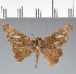  (Hesperiidae_gen sp. CF712 - CFC36259)  @11 [ ] copyright (2023) Center For Collection-Based Research Center For Collection-Based Research