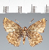  (Hesperiidae_gen sp. CF271 - CFC36361)  @11 [ ] copyright (2023) Center For Collection-Based Research Center For Collection-Based Research