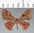  ( - CFC36415)  @11 [ ] copyright (2022) Center For Collection-Based Research Center For Collection-Based Research