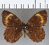  (Panyapedaliodes sp. CF01 - CFC36520)  @11 [ ] copyright (2020) Christer Fahraeus Center For Collection-Based Research