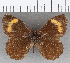  ( - CFC36531)  @11 [ ] copyright (2020) Christer Fahraeus Center For Collection-Based Research