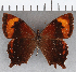  (Lasiophila phalaesia - CFC36655)  @11 [ ] copyright (2020) Christer Fahraeus Center For Collection-Based Research