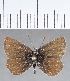  (Itylos sp. CF01 - CFC03667)  @11 [ ] Copyright (2019) Christer Fahraeus Center For Collection-Based Research