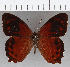  ( - CFC36675)  @11 [ ] copyright (2020) Christer Fahraeus Center For Collection-Based Research