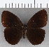 (Pedaliodes balnearia - CFC36852)  @11 [ ] copyright (2020) Christer Fahraeus Center For Collection-Based Research
