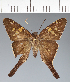  (Hesperiidae_gen sp. CF701 - CFC36865)  @11 [ ] copyright (2023) Center For Collection-Based Research Center For Collection-Based Research