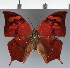  ( - CFC37022)  @11 [ ] copyright (2023) Center For Collection-Based Research Center For Collection-Based Research