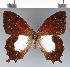  ( - CFC37030)  @11 [ ] copyright (2022) Center For Collection-Based Research Center For Collection-Based Research