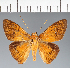  (Hesperiidae_gen sp. CF401 - CFC37087)  @11 [ ] copyright (2023) Center For Collection-Based Research Center For Collection-Based Research
