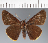  (Hesperiidae_gen sp. CF706 - CFC37090)  @11 [ ] copyright (2023) Center For Collection-Based Research Center For Collection-Based Research