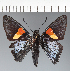  (Hesperiidae_gen sp. CF394 - CFC37091)  @11 [ ] copyright (2023) Center For Collection-Based Research Center For Collection-Based Research