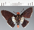  (Hesperiidae_gen sp. CF268 - CFC37092)  @11 [ ] copyright (2023) Center For Collection-Based Research Center For Collection-Based Research