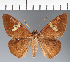  (Hesperiidae_gen sp. CF397 - CFC37094)  @11 [ ] copyright (2023) Center For Collection-Based Research Center For Collection-Based Research