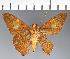  (Hesperiidae_gen sp. CF398 - CFC37095)  @11 [ ] copyright (2023) Center For Collection-Based Research Center For Collection-Based Research