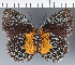  (Prepona sp. CF09 - CFC37136)  @11 [ ] copyright (2023) Center For Collection-Based Research Center For Collection-Based Research