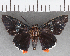  (Hesperiidae_gen sp. CF03 - CFC37204)  @11 [ ] copyright (2021) Center For Collection-Based Research Center For Collection-Based Research