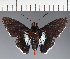  (Hesperiidae_gen sp. CF31 - CFC37207)  @11 [ ] copyright (2023) Center For Collection-Based Research Center For Collection-Based Research