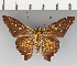  (Epargyreus sp. CF01 - CFC37212)  @11 [ ] copyright (2021) Center For Collection-Based Research Center For Collection-Based Research