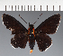  (Hesperiidae_gen sp. CF36 - CFC37236)  @11 [ ] copyright (2023) Center For Collection-Based Research Center For Collection-Based Research