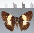  (Hesperiidae_gen sp. CF613 - CFC37500)  @11 [ ] copyright (2023) Center For Collection-Based Research Center For Collection-Based Research