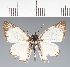  (Hesperiidae_gen sp. CF462 - CFC37506)  @11 [ ] copyright (2023) Center For Collection-Based Research Center For Collection-Based Research