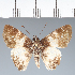  (Hesperiidae_gen sp. CF609 - CFC37569)  @11 [ ] copyright (2023) Center For Collection-Based Research Center For Collection-Based Research