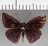  (Anastrus sp. CF01 - CFC37594)  @11 [ ] copyright (2021) Center For Collection-Based Research Center For Collection-Based Research