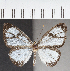 (Chimastrum sp. CF01 - CFC37635)  @11 [ ] copyright (2021) Center For Collection-Based Research Center For Collection-Based Research
