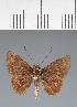  (Hesperiidae_gen sp. CF47 - CFC37683)  @11 [ ] copyright (2023) Center For Collection-Based Research Center For Collection-Based Research