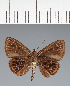  (Hesperiidae_gen sp. CF51 - CFC37691)  @11 [ ] copyright (2023) Center For Collection-Based Research Center For Collection-Based Research
