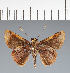  (Hesperiidae_gen sp. CF540 - CFC37698)  @11 [ ] copyright (2023) Center For Collection-Based Research Center For Collection-Based Research