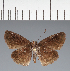  (Hesperiidae_gen sp. CF48 - CFC37699)  @11 [ ] copyright (2023) Center For Collection-Based Research Center For Collection-Based Research