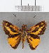  (Molo sp. CF02 - CFC37738)  @13 [ ] copyright (2021) Center For Collection-Based Research Center For Collection-Based Research