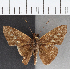  (Calpodes sp. CF05 - CFC37740)  @11 [ ] copyright (2021) Center For Collection-Based Research Center For Collection-Based Research