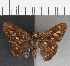  (Calpodes sp. CF06 - CFC37741)  @11 [ ] copyright (2021) Center For Collection-Based Research Center For Collection-Based Research