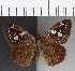  (Hesperiidae_gen sp. CF06 - CFC37743)  @11 [ ] copyright (2021) Center For Collection-Based Research Center For Collection-Based Research