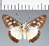  (Hesperiidae_gen sp. CF623 - CFC37744)  @11 [ ] copyright (2023) Center For Collection-Based Research Center For Collection-Based Research