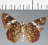  (Hesperiidae_gen sp. CF552 - CFC37748)  @11 [ ] copyright (2023) Center For Collection-Based Research Center For Collection-Based Research