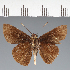  (Hesperiidae_gen sp. CF40 - CFC37754)  @11 [ ] copyright (2023) Center For Collection-Based Research Center For Collection-Based Research