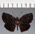  (Hesperiidae_gen sp. CF43 - CFC37761)  @11 [ ] copyright (2023) Center For Collection-Based Research Center For Collection-Based Research