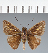  (Hesperiidae_gen sp. CF630 - CFC37781)  @11 [ ] copyright (2023) Center For Collection-Based Research Center For Collection-Based Research