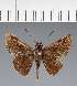  (Hesperiidae_gen sp. CF50 - CFC37782)  @11 [ ] copyright (2023) Center For Collection-Based Research Center For Collection-Based Research