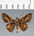  (Hesperiidae_gen sp. CF629 - CFC37790)  @11 [ ] copyright (2023) Center For Collection-Based Research Center For Collection-Based Research